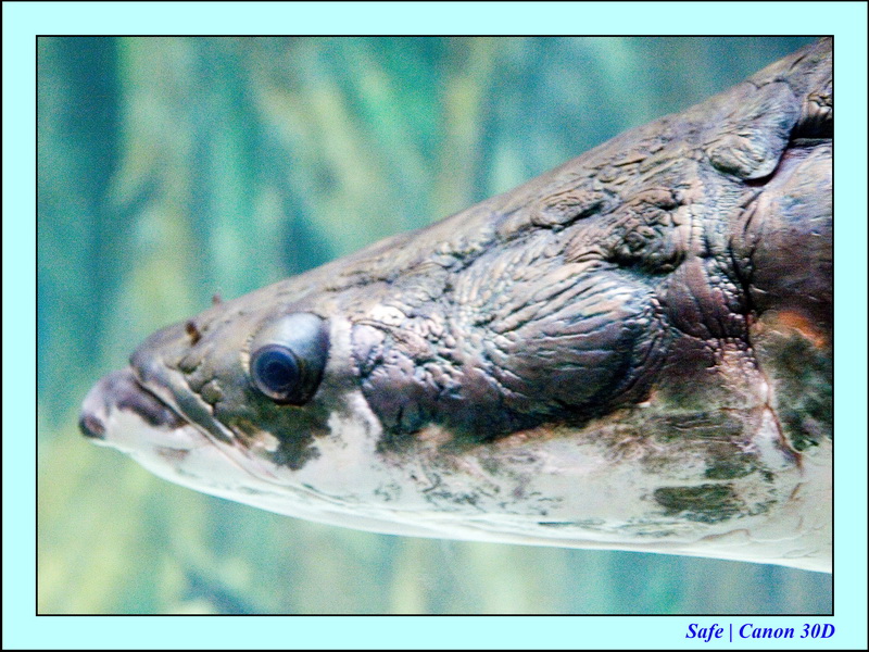 2006 - 07 - Kuala lumpur -  Aquarium 13